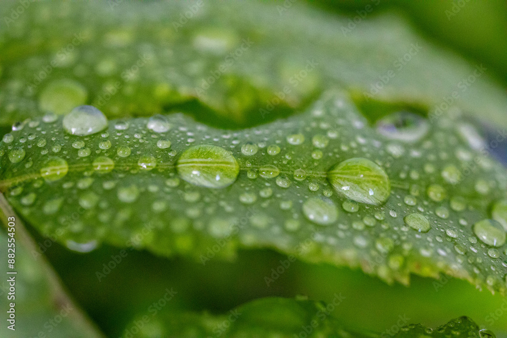Water droplets on green leaves in macro photo Water droplets on green leaves in macro photo