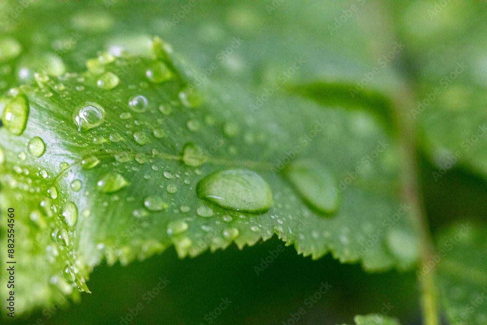 Water droplets on green leaves in macro photo Water droplets on green leaves in macro photo