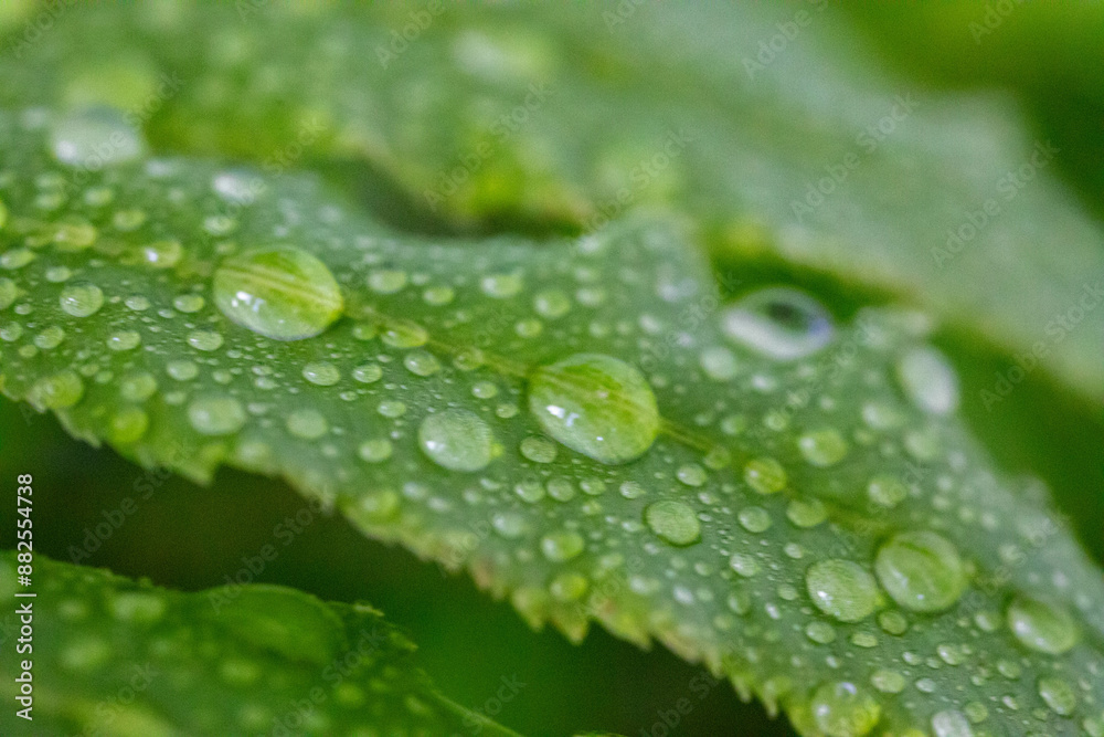 Water droplets on green leaves in macro photo Water droplets on green leaves in macro photo