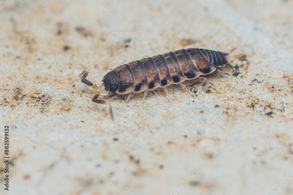 Close up a Common rough woodlouse, Porcellio scaber sitting on floor, Macro photo, Selective focus. Close up a Common rough woodlouse, Porcellio scaber sitting on floor, Macro photo, Selective focus.