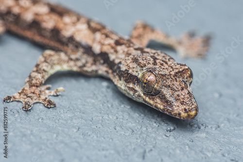 Flat-tailed house gecko, Hemidactylus platyurus close up head isolated on floor background. photo