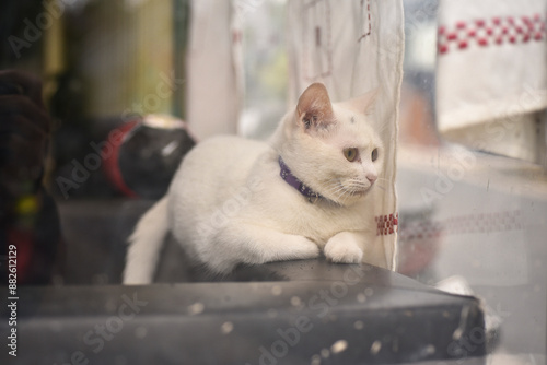 animal,pet,kitten,cats,white cat,fur,sitting,window glass,peace,peaceful,animal eye,beautilful, beautiful eye  photo