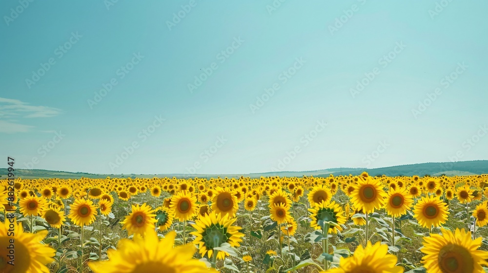 Obraz premium Sunflower Sea
