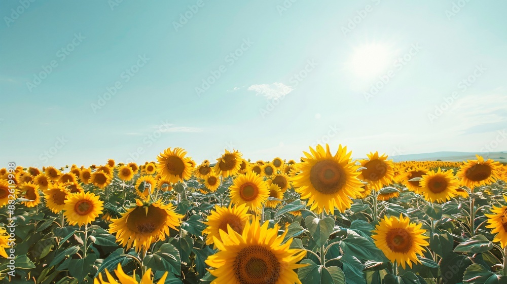 Fototapeta premium Field of Sunshine