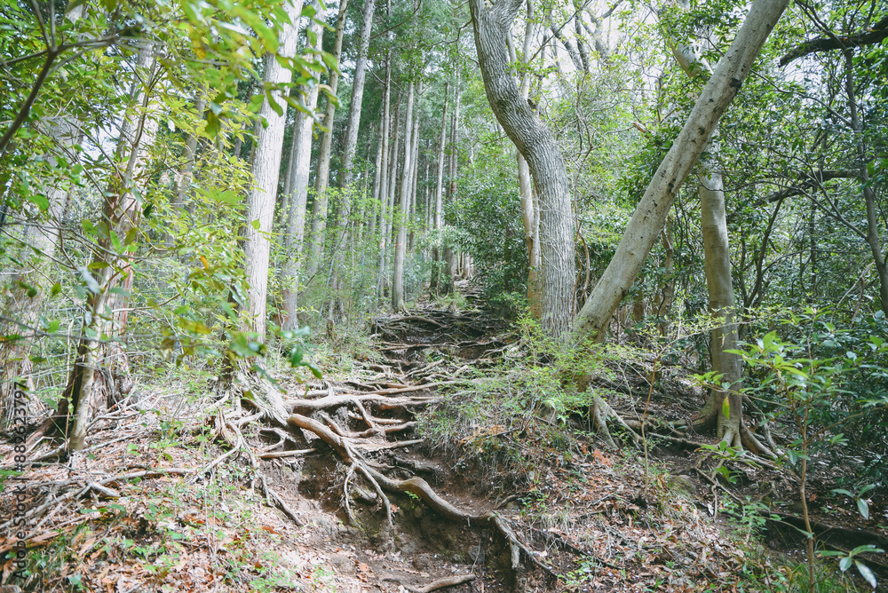 急登の木の根道 丹沢 急登の木の根道 丹沢