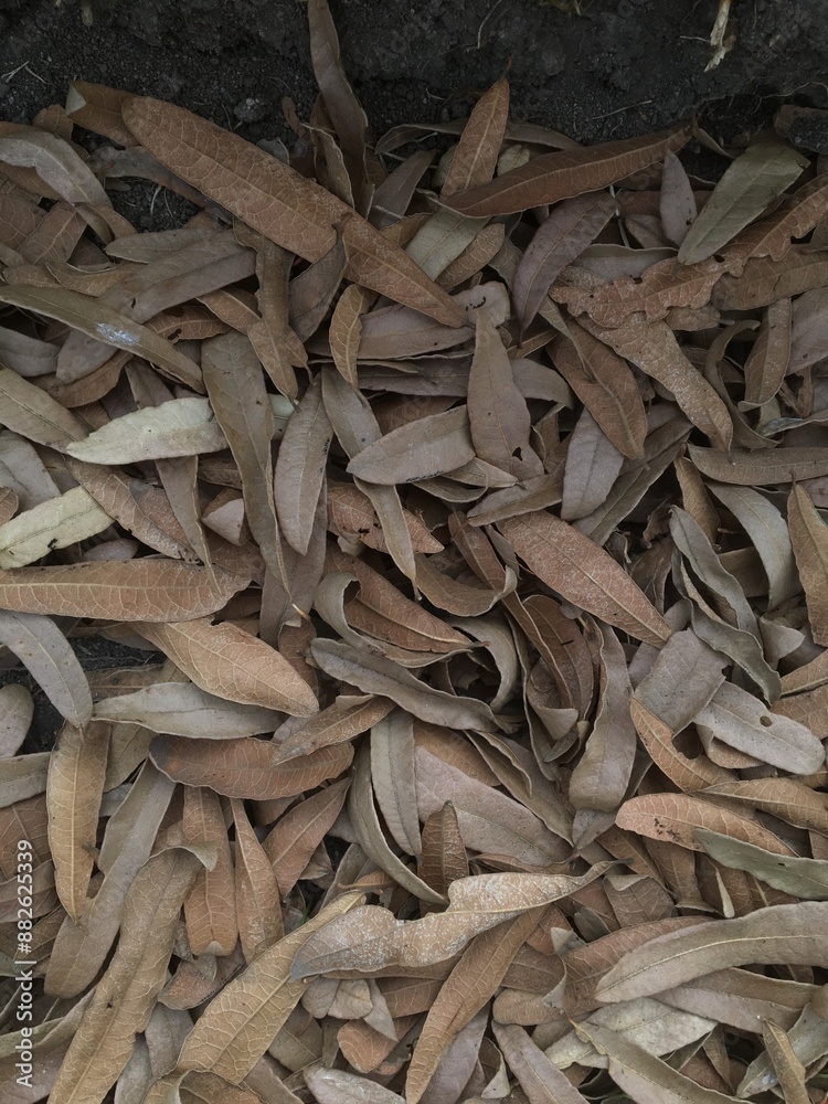 leaves on the ground