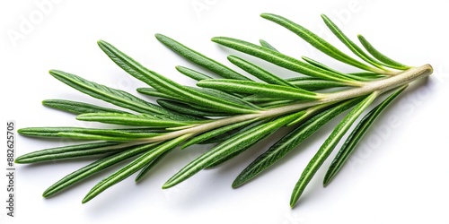 rosemary png. rosemary leaf png. Salvia rosmarinus png. rosemary top view png. rosemary flat lay png. aromatic herb of rosemary png