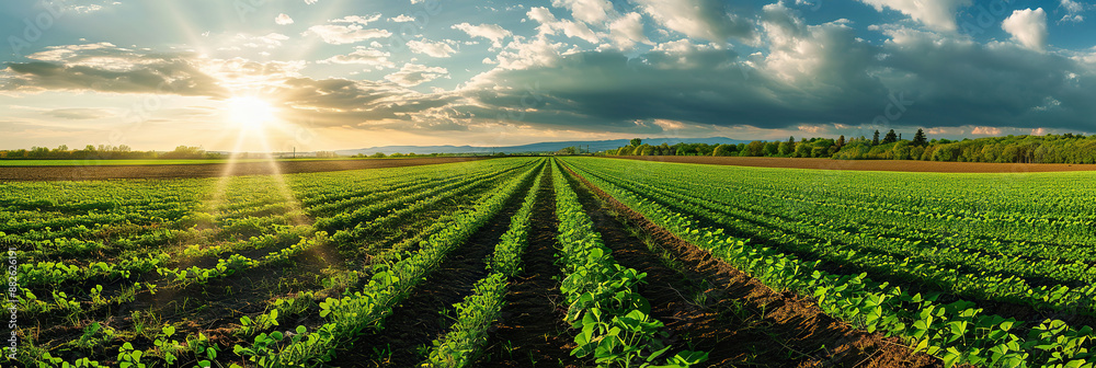 Agricultural field with young soybean at sunset. Panoramic view. Agricultural field with young soybean at sunset. Panoramic view.