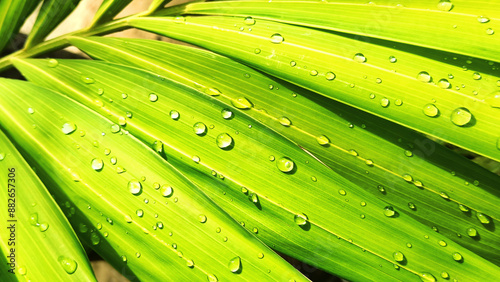 Green palm tree branch rain water drops closeup background, wet flower leaves texture macro, tropical plant leaf, dew droplets, floral foliage, green grass, jungle forest, spring garden, summer nature