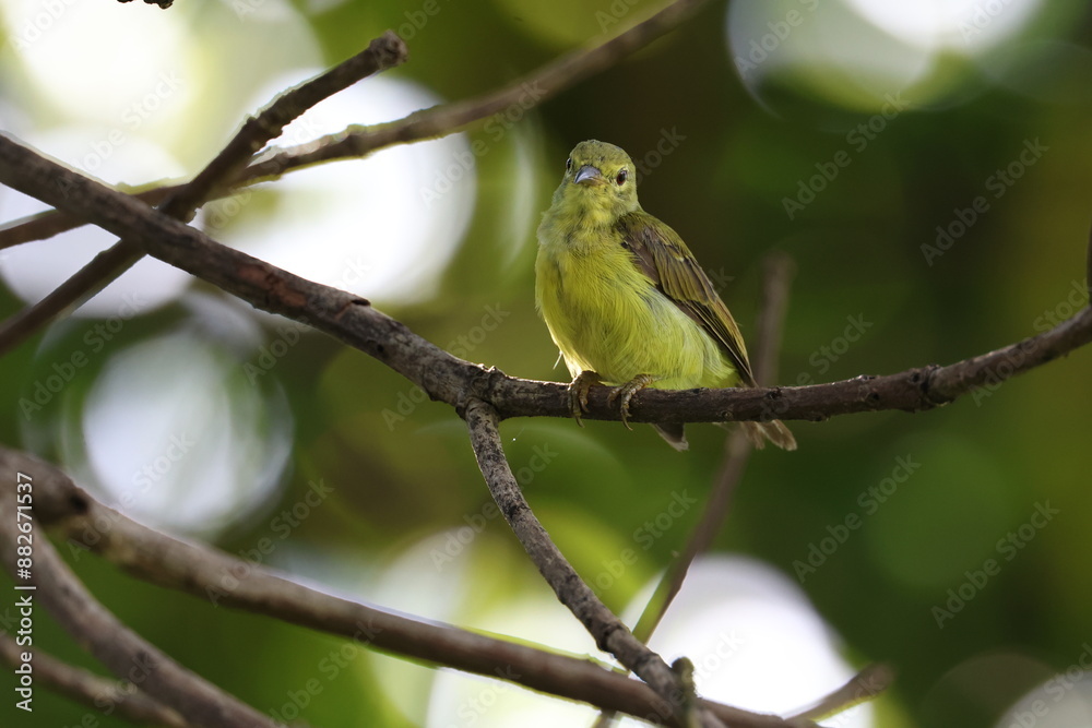 Fototapeta premium Dark-capped Yellow Warbler