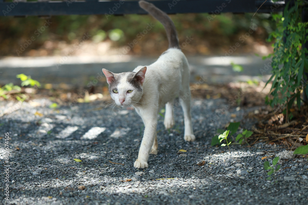 A homeless white cat walks in the garden. A homeless white cat walks in the garden.