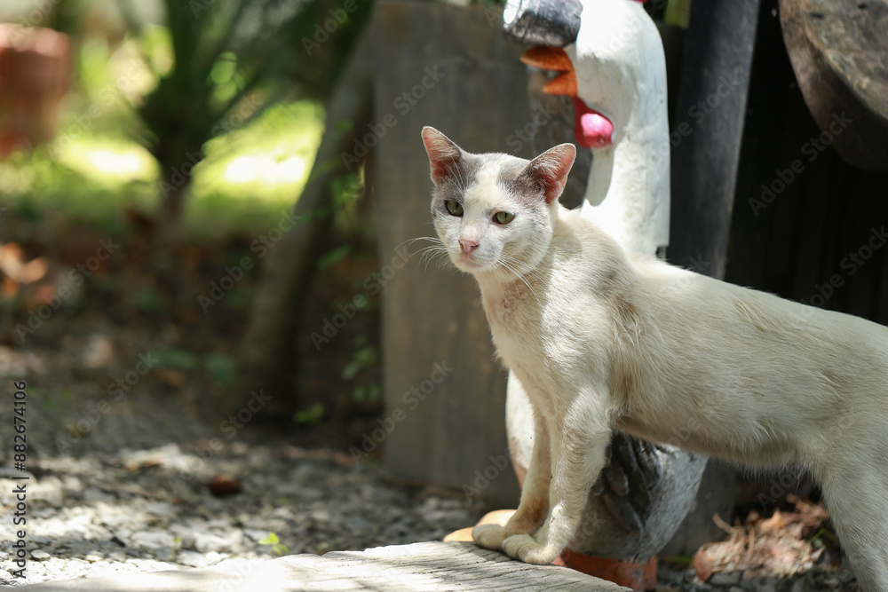 A homeless white cat walks in the garden. A homeless white cat walks in the garden.