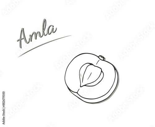 Hand-drawn Indian gooseberry, Phyllanthus emblica, or amla. isolated 