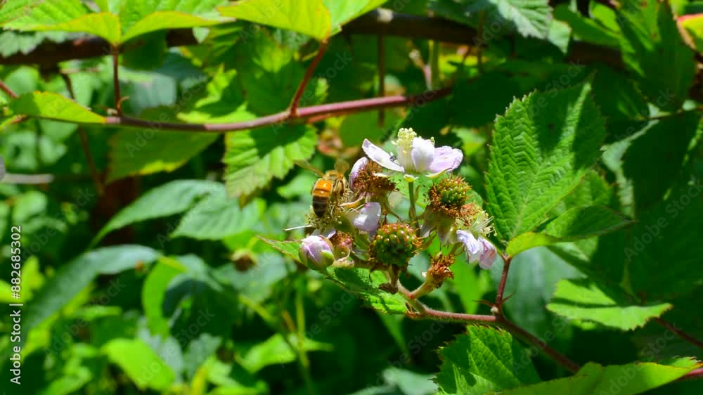 bees fly happily on the plant home pollinate the flowers bees fly happily on the plant home pollinate the flowers