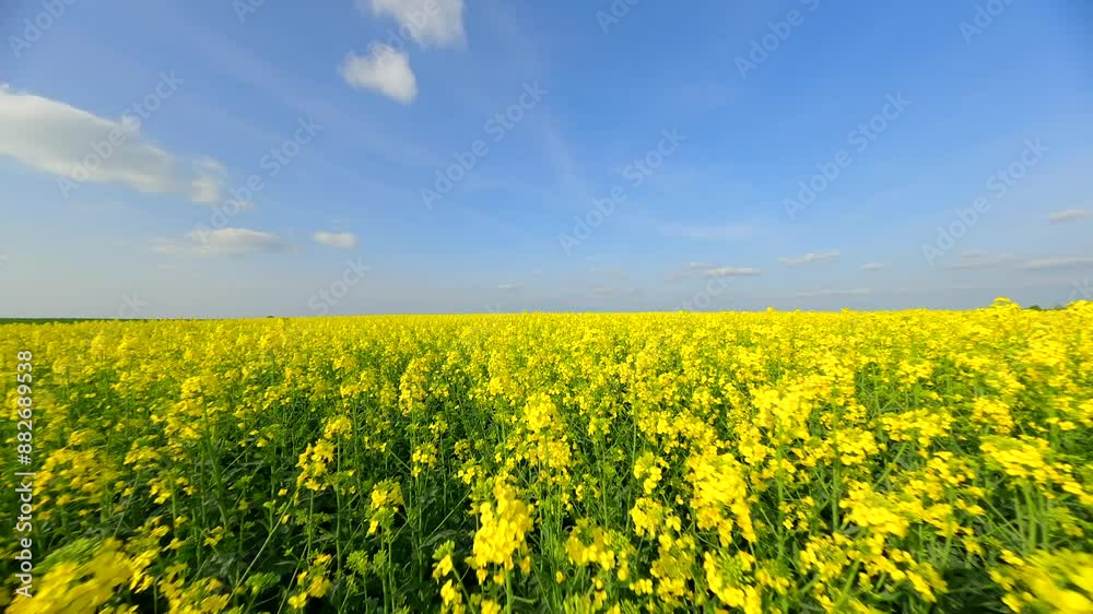 Smooth flight over beautiful yellow flowering meadow in summer Smooth flight over beautiful yellow flowering meadow in summer