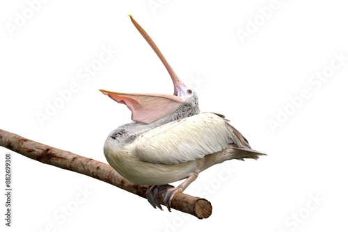 Spot-billed Pelican opening its mouth isolated on transparent background png file