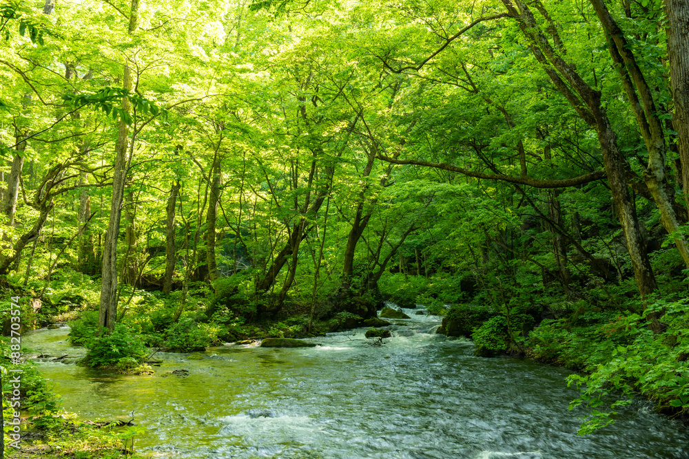 Obraz premium マイナスイオンを感じる森の風景