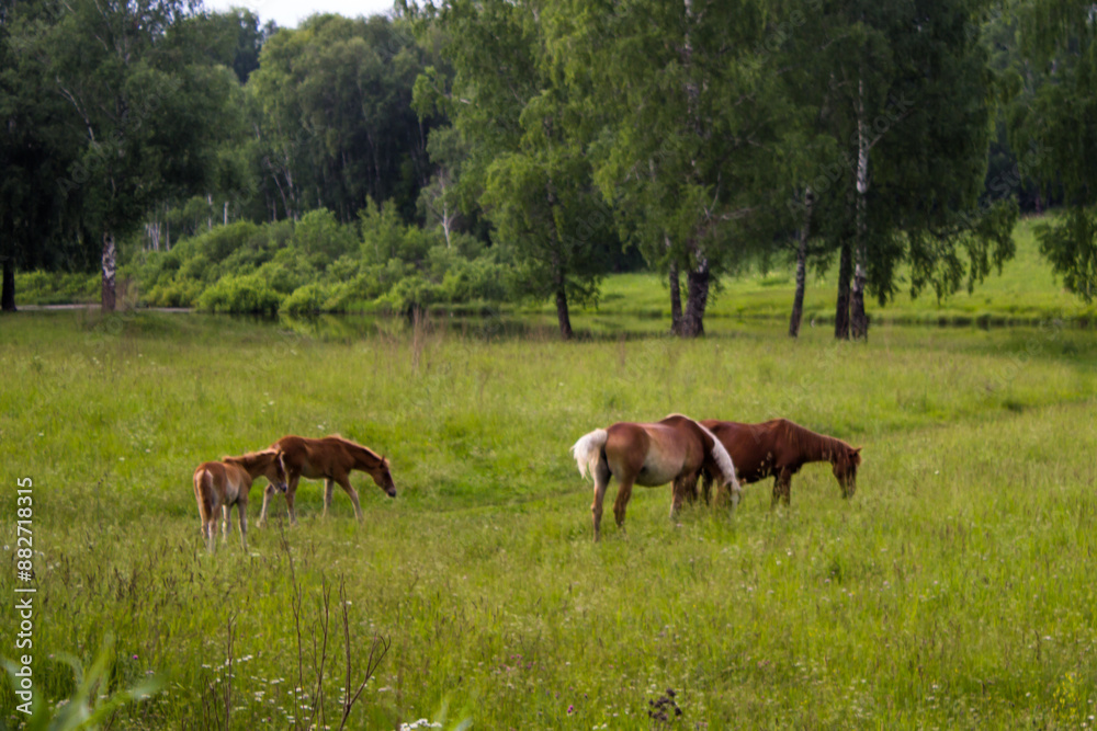 Horses grazing on a green meadow in a sunny summer day Horses grazing on a green meadow in a sunny summer day