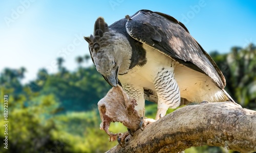 Harpy Eagle eat something sitting on a branch of a tree in the wild