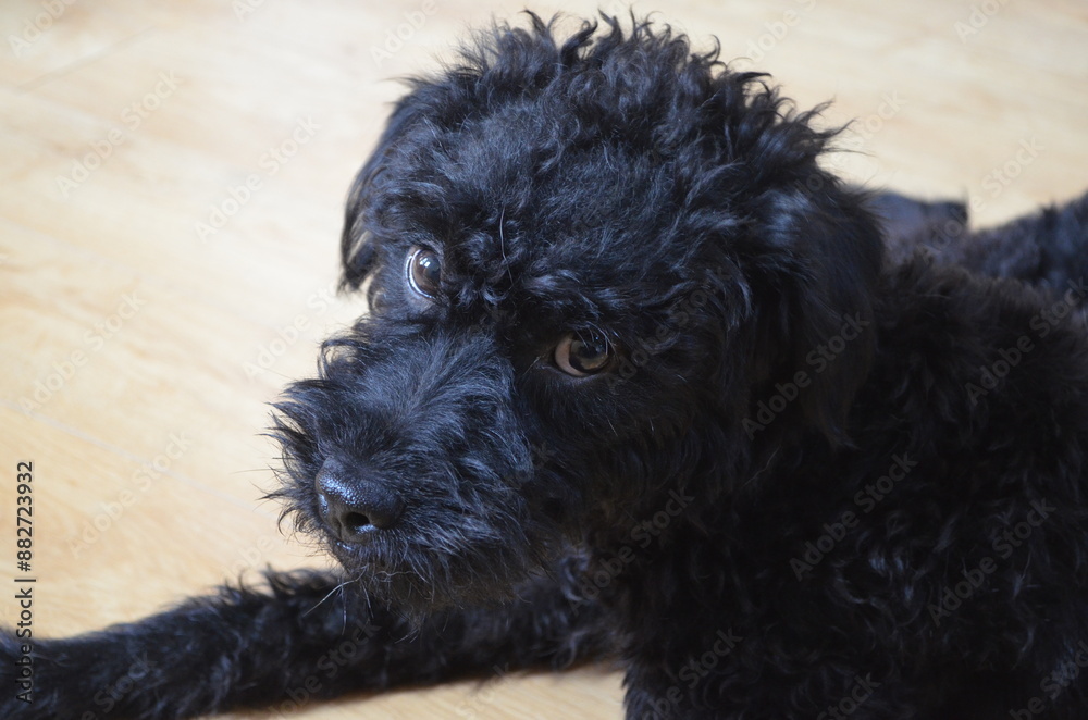 black dog black dog