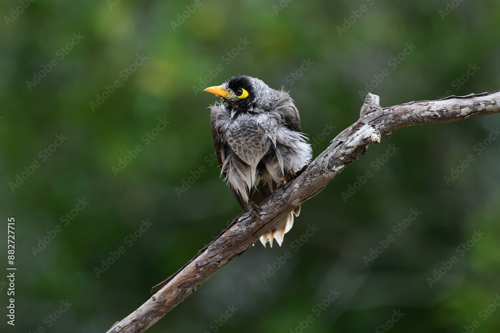 Naklejka premium Wet fluffed up Australian adult Noisy Miner -Manorina melanocephala- perched lush green blurry bokeh background copy space
