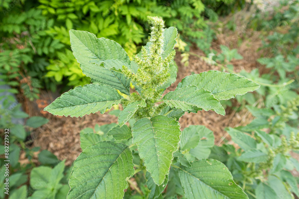 Amaranthus retroflexus Pigweed flower petals color