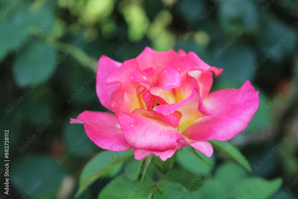 Beautiful blooming garden Roses in a garden Beautiful blooming garden Roses in a garden