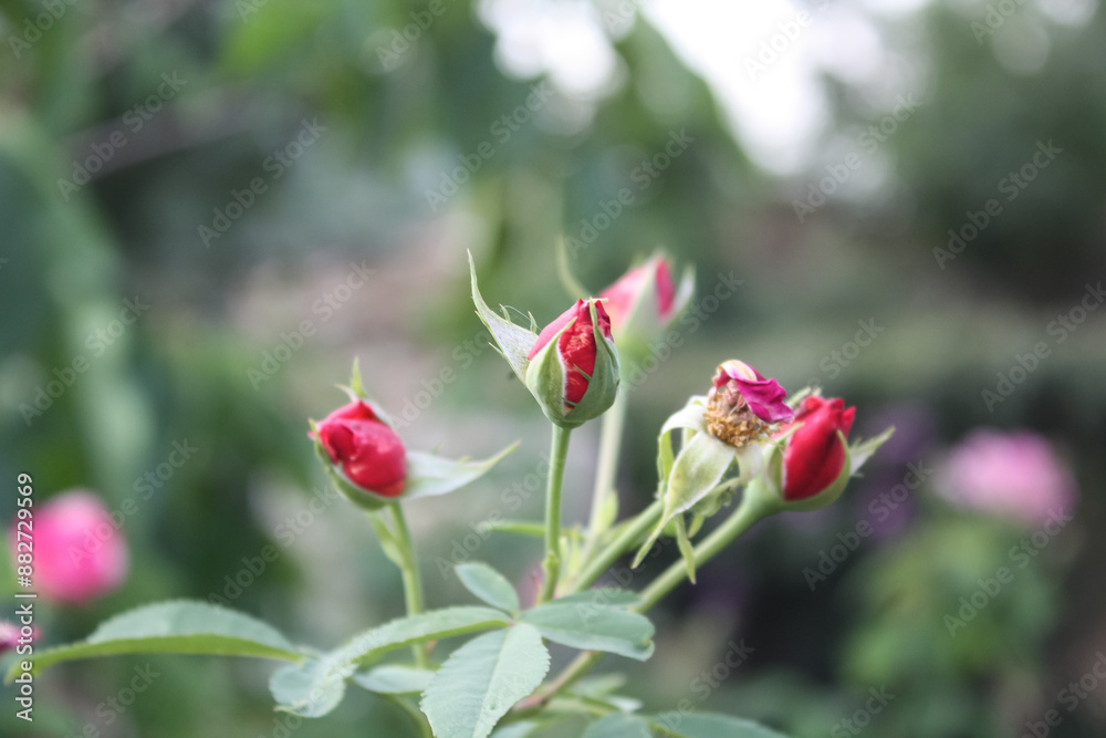 Beautiful blooming garden Roses in a garden Beautiful blooming garden Roses in a garden