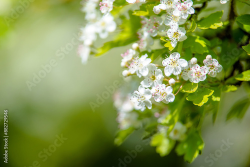 White hawthorn flowers on a green natural background