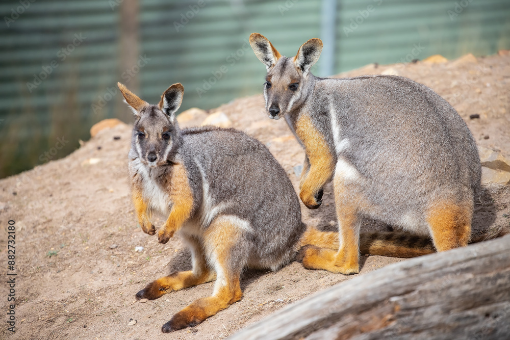 Couple of beautiful yellow-footed rock wallabies. Australian kangaroos, cute animals in nature. Close-up Couple of beautiful yellow-footed rock wallabies. Australian kangaroos, cute animals in nature. Close-up