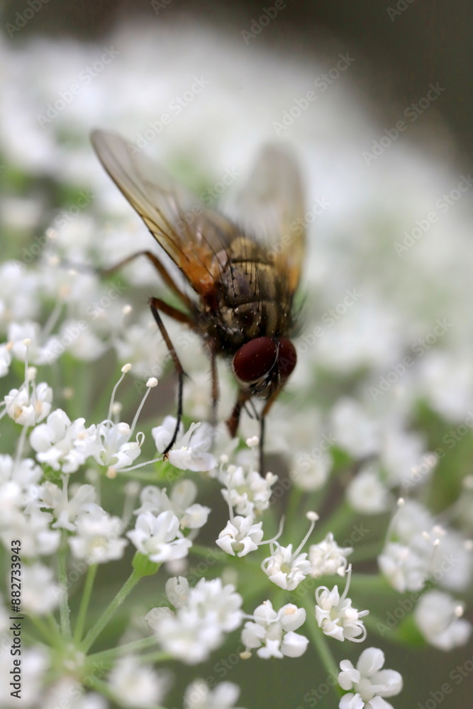 fly on a flower