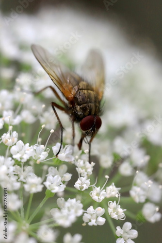 fly on a flower