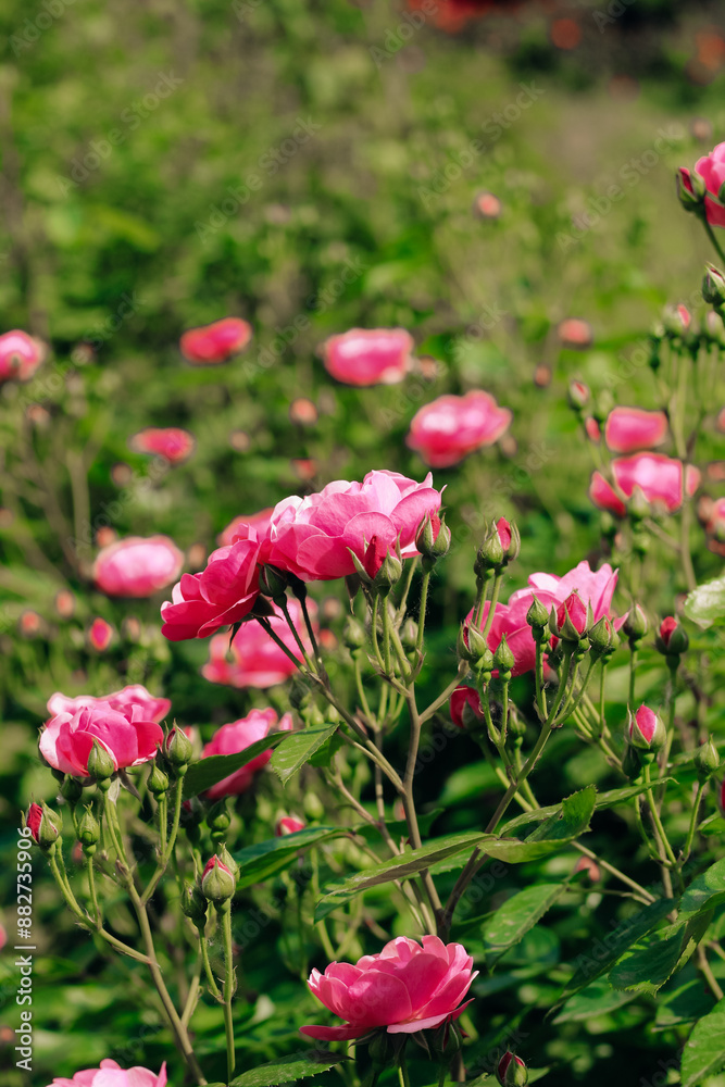 pink climbing rose bush close-up in botanical garden, rose background