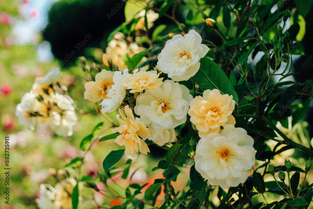Yellow climbing rose bush close-up in botanical garden, rose background