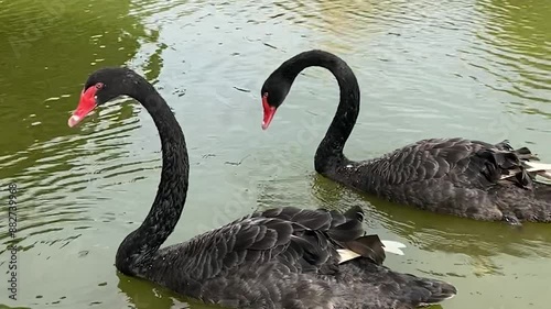 Black swan 