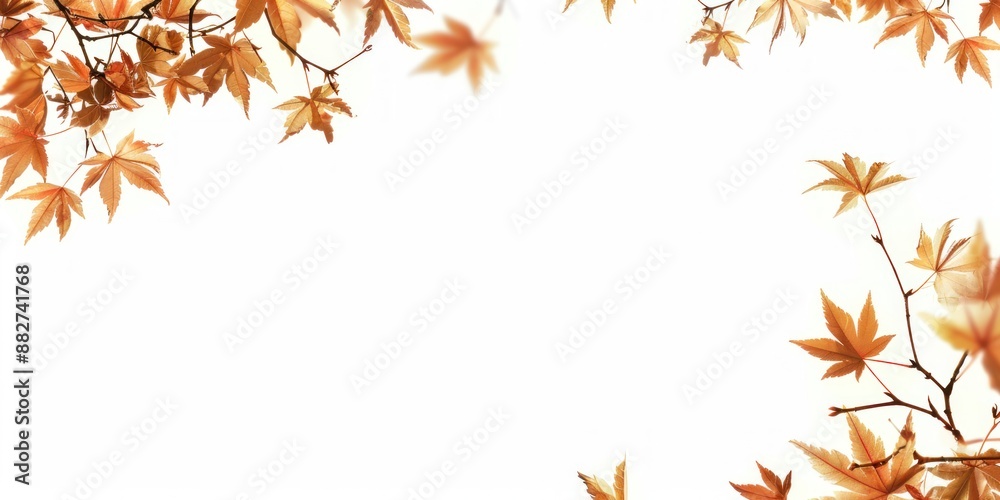 Fall Leaf Frame. Autumn falling maple leaves isolated on white background. Fall foliage wallpaper Fall Leaf Frame. Autumn falling maple leaves isolated on white background. Fall foliage wallpaper