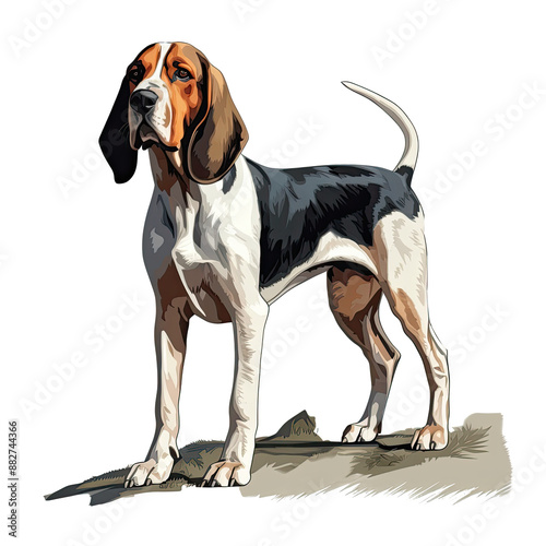 Illustration of Treeing Walker Coonhound Dog, Hound Group Dogs in a White Background