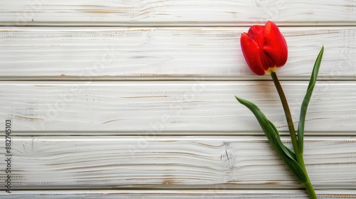 Crimson tulip bud on white wooden background from top view empty