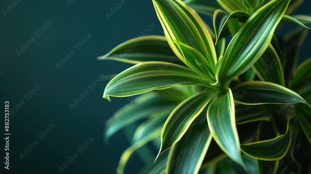 Dracaena fragrans plant close up with minimal styling and space for text Dracaena fragrans plant close up with minimal styling and space for text