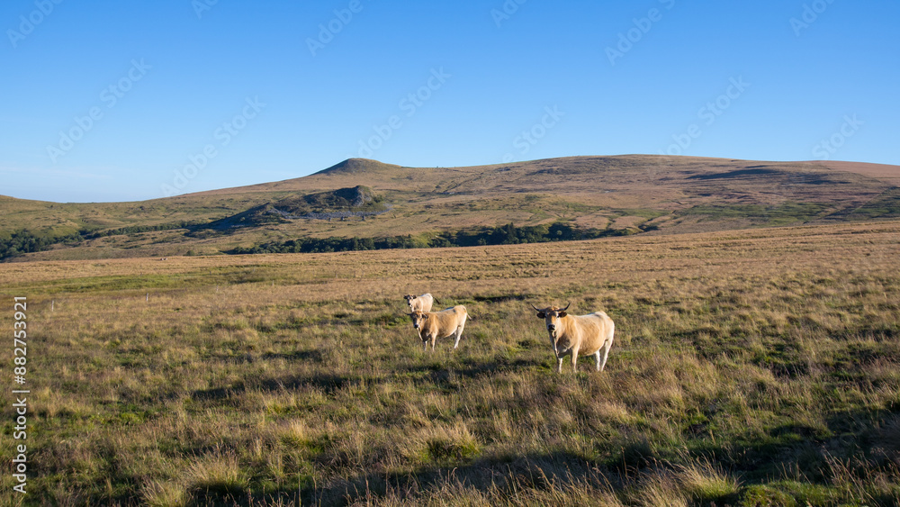 troupeau de vaches sur le plateau d'estive de Guéry autour du Puy Baladou et du Puy de la Tache dans le Sancy en auvergne en France en été troupeau de vaches sur le plateau d'estive de Guéry autour du Puy Baladou et du Puy de la Tache dans le Sancy en auvergne en France en été