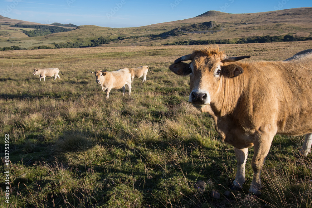 troupeau de vaches sur le plateau d'estive de Guéry autour du Puy Baladou et du Puy de la Tache dans le Sancy en auvergne en France en été troupeau de vaches sur le plateau d'estive de Guéry autour du Puy Baladou et du Puy de la Tache dans le Sancy en auvergne en France en été