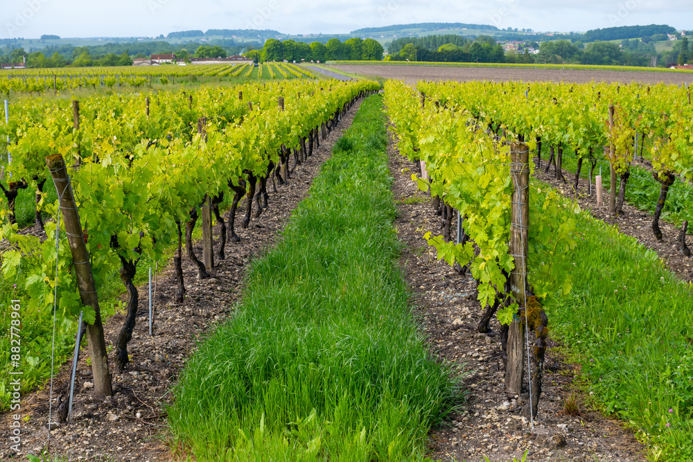 Summer on vineyards of Cognac white wine region, Charente, white ugni blanc grape uses for Cognac strong spirits distillation, France, Grand Champagne region Summer on vineyards of Cognac white wine region, Charente, white ugni blanc grape uses for Cognac strong spirits distillation, France, Grand Champagne region