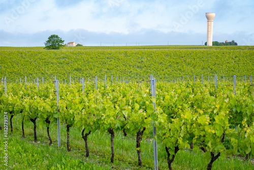 Summer on vineyards of Cognac white wine region, Charente, white ugni blanc grape uses for Cognac strong spirits distillation, France, Grand Champagne region photo