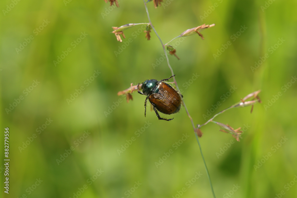 Hanneton des jardins (Phyllopertha horticola)
Phyllopertha horticola in its natural element
Hanneton des jardins (Phyllopertha horticola)
Phyllopertha horticola in its natural element