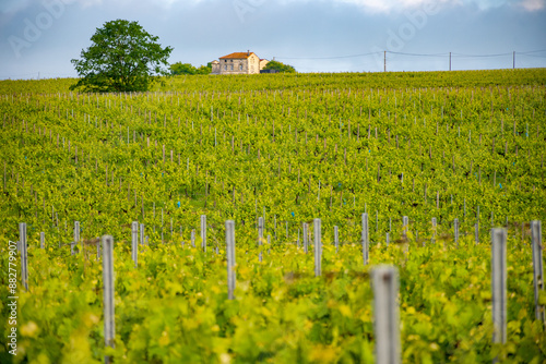 Summer on vineyards of Cognac white wine region, Charente, white ugni blanc grape uses for Cognac strong spirits distillation, France, Grand Champagne region photo