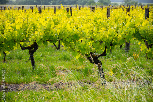 Summer on vineyards of Cognac white wine region, Charente, white ugni blanc grape uses for Cognac strong spirits distillation, France, Grand Champagne region photo