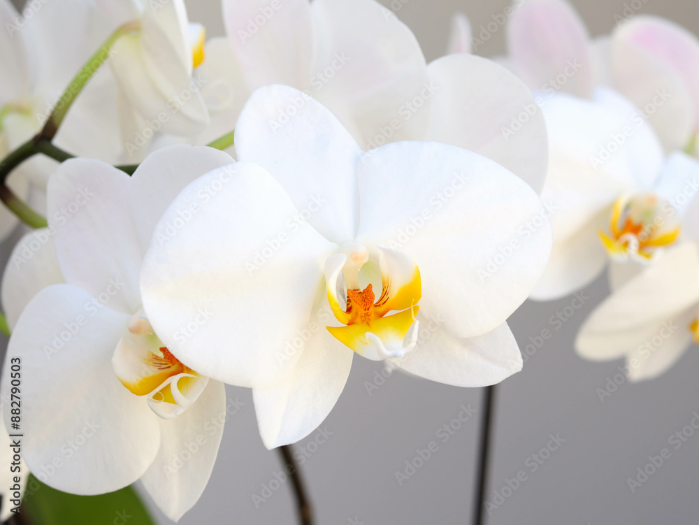 White Orchid flowers over grey White Orchid flowers over grey
