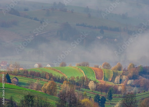 Agricultural landscape with fields of fruit trees and foggy landscape after rain. Romantic rural landscape. Sunny morning in countryside, fields with morning dew and fog  photo