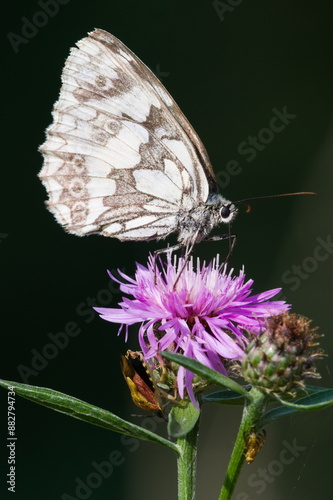 Melanargia galathea aka Marbled white butterfly is sitting on Carduus acanthoides aka Broad-winged Thistle. Common czech butterfly and flower. photo