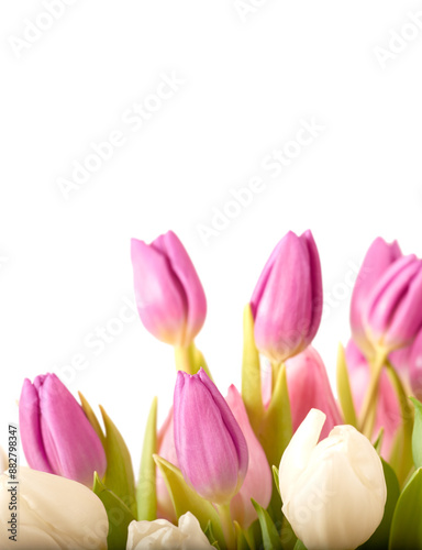 Tulips, bouquet and bunch of flowers, nature and of plants, studio and celebration for valentines day. Decoration, petals and floral for luxury of wedding, leaf and blossom in white background © peopleimages.com